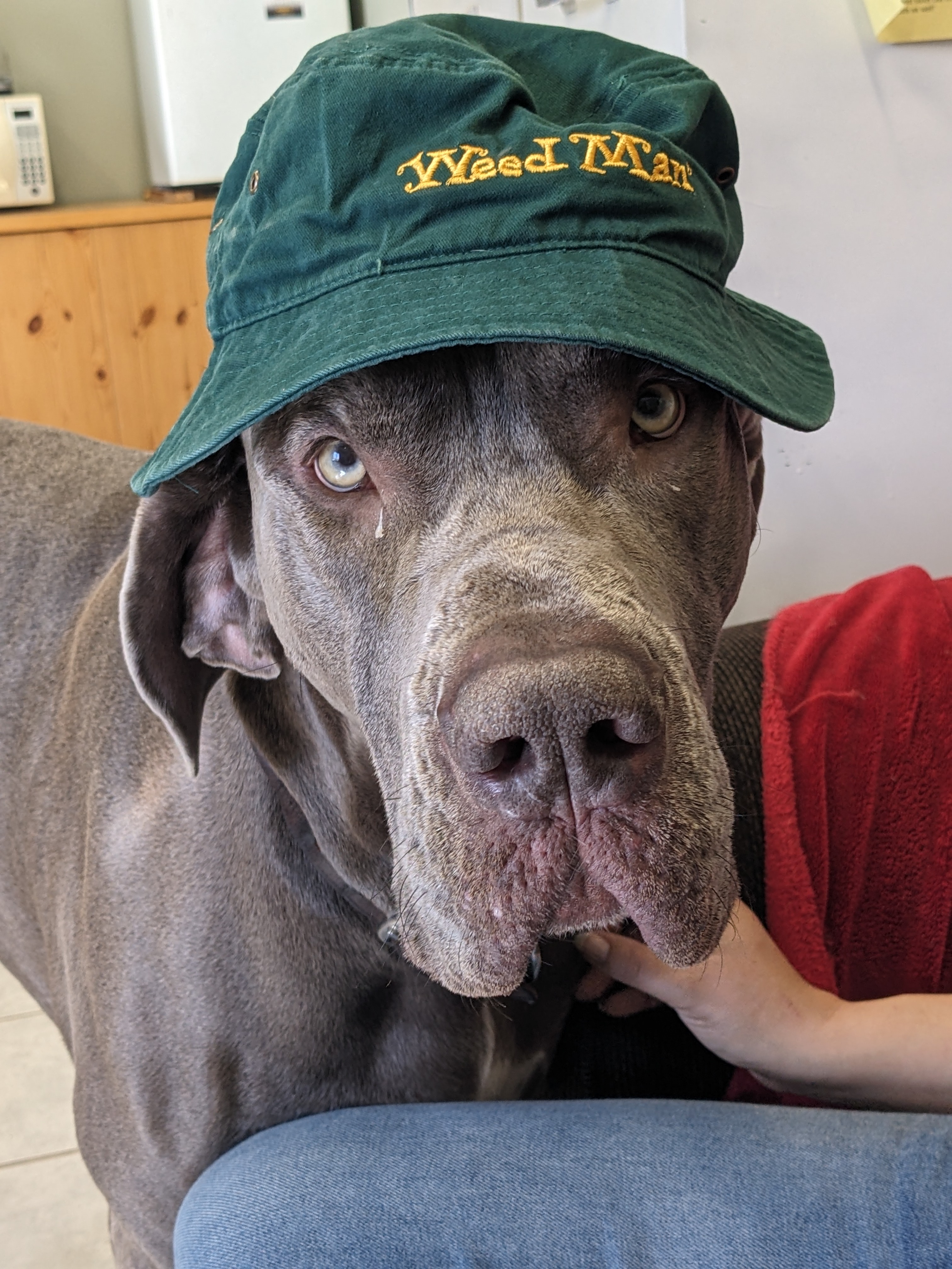 milo rescue